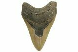 Fossil Megalodon Tooth - North Carolina #219944-1
